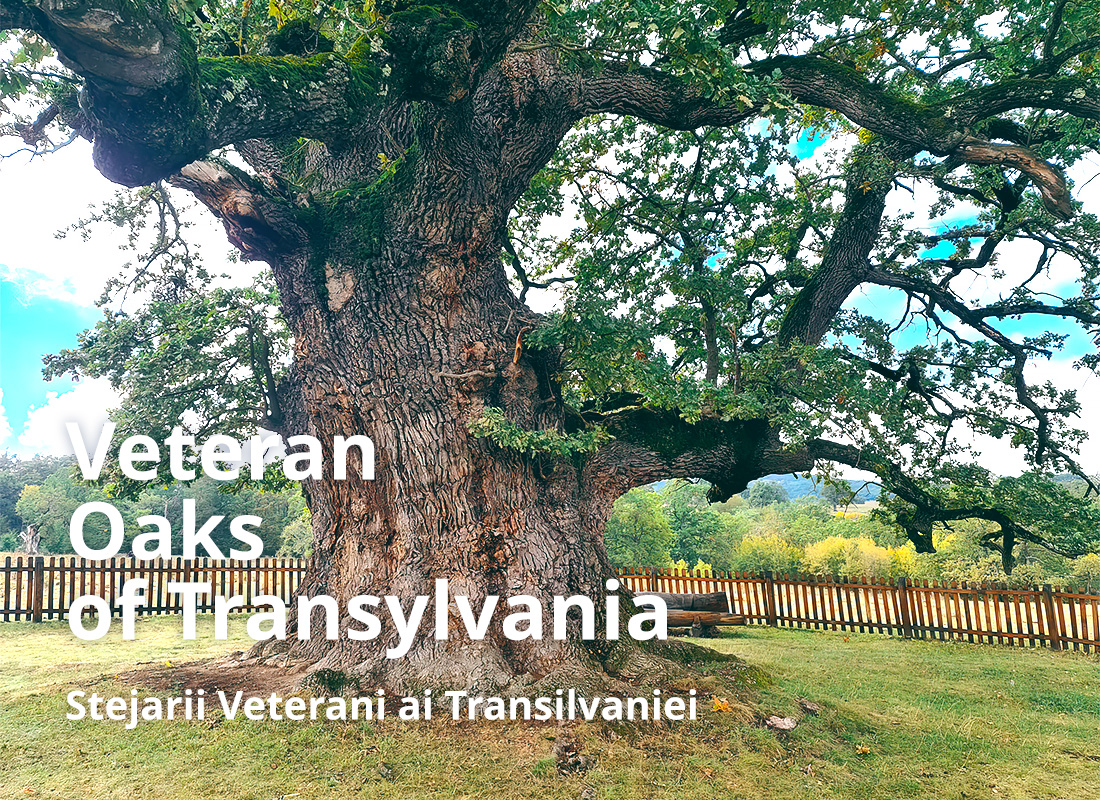 Veteran Oaks of Transylvania